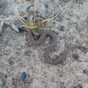 Drysdalia coronoides at Rendezvous Creek, ACT - 9 Oct 2019