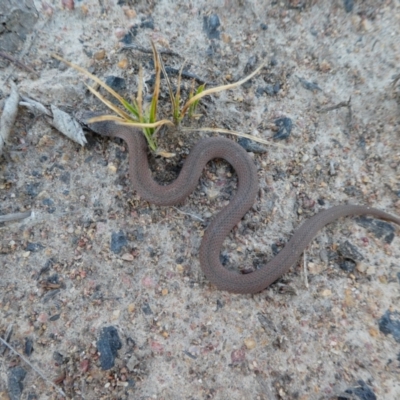 Drysdalia coronoides (White-lipped Snake) at Rendezvous Creek, ACT - 9 Oct 2019 by MB