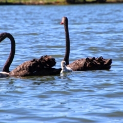 Cygnus atratus (Black Swan) at Kingston, ACT - 20 Oct 2019 by MB