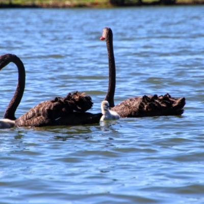 Cygnus atratus (Black Swan) at Kingston, ACT - 19 Oct 2019 by MB