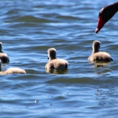 Cygnus atratus at Kingston, ACT - 20 Oct 2019 09:17 AM