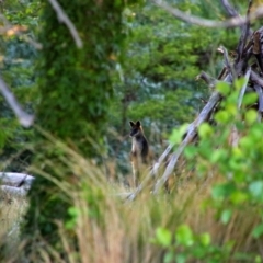 Wallabia bicolor (Swamp Wallaby) at Acton, ACT - 20 Oct 2019 by MB