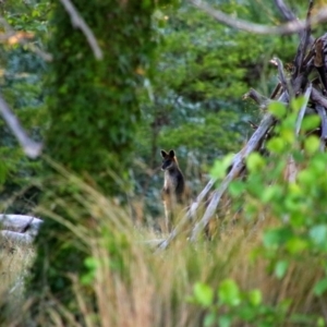 Wallabia bicolor at Acton, ACT - 21 Oct 2019