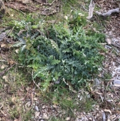 Onopordum acanthium (Scotch Thistle) at Watson, ACT - 24 Jul 2024 by waltraud