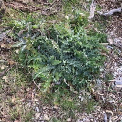 Onopordum acanthium (Scotch Thistle) at Watson, ACT - 24 Jul 2024 by waltraud