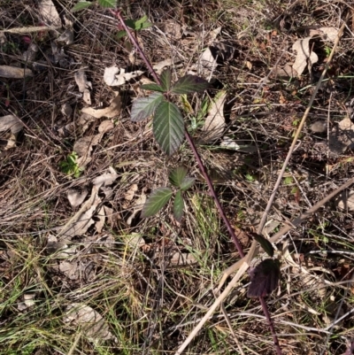 Rubus anglocandicans (Blackberry) at Watson, ACT - 24 Jul 2024 by waltraud