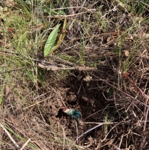 Rubus anglocandicans at Watson, ACT - 24 Jul 2024