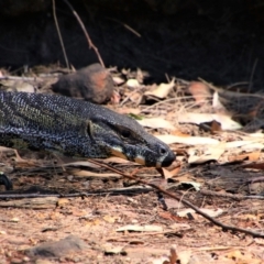 Varanus varius (Lace Monitor) at Tallong, NSW - 22 Oct 2019 by MB