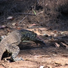 Varanus varius at Tallong, NSW - suppressed