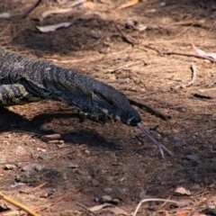 Varanus varius at Tallong, NSW - suppressed