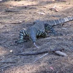 Varanus varius at Tallong, NSW - suppressed