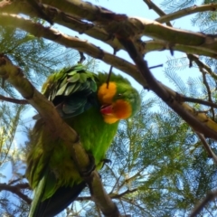 Polytelis swainsonii (Superb Parrot) at O'Connor, ACT - 6 Jan 2019 by MB