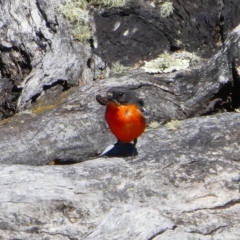 Petroica phoenicea (Flame Robin) at Rendezvous Creek, ACT - 13 Nov 2019 by MB