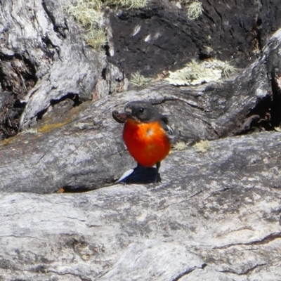 Petroica phoenicea (Flame Robin) at Rendezvous Creek, ACT - 13 Nov 2019 by MB