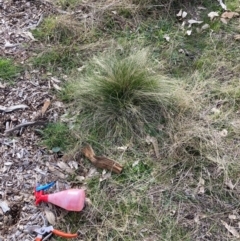 Nassella trichotoma (Serrated Tussock) at Watson, ACT - 24 Jul 2024 by waltraud