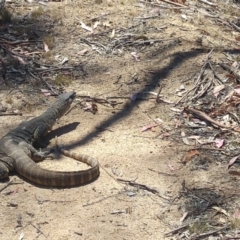 Varanus rosenbergi (Heath or Rosenberg's Monitor) at Mount Clear, ACT - 27 Nov 2019 by MB