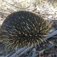 Tachyglossus aculeatus (Short-beaked Echidna) at Mount Clear, ACT - 27 Nov 2019 by MB