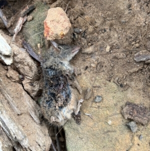 Antechinus stuartii at Woodlands, NSW - 24 Jul 2024 10:22 AM