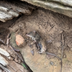 Antechinus stuartii at Woodlands, NSW - 24 Jul 2024 10:22 AM