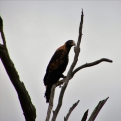 Aquila audax (Wedge-tailed Eagle) at Theodore, ACT - 13 Jan 2019 by MB