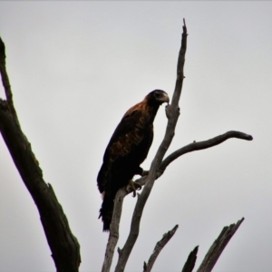 Aquila audax at Theodore, ACT - 14 Jan 2019