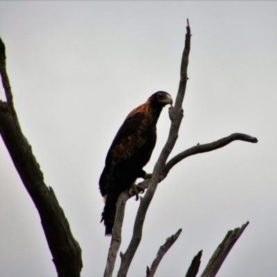 Aquila audax (Wedge-tailed Eagle) at Theodore, ACT - 13 Jan 2019 by MB