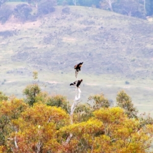 Aquila audax at Theodore, ACT - 14 Jan 2019