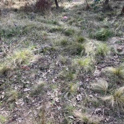 Nassella trichotoma (Serrated Tussock) at Watson, ACT - 24 Jul 2024 by waltraud