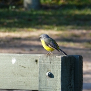 Eopsaltria australis (Eastern Yellow Robin) at Mount Richmond, VIC by MB