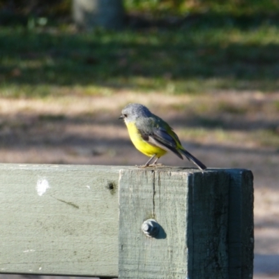 Eopsaltria australis (Eastern Yellow Robin) at Mount Richmond, VIC - 7 Dec 2019 by MB