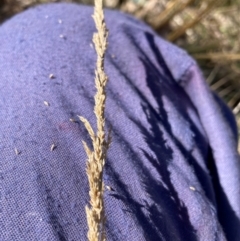 Sporobolus creber (Slender Rat's Tail Grass) at Watson, ACT - 24 Jul 2024 by waltraud