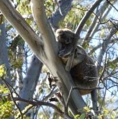 Phascolarctos cinereus (Koala) at Drik Drik, VIC - 8 Dec 2019 by MB