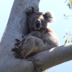 Phascolarctos cinereus (Koala) at Nelson, VIC - 8 Dec 2019 by MB