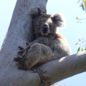 Phascolarctos cinereus at Nelson, VIC - 8 Dec 2019