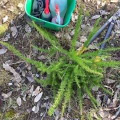 Grevillea sp. (Grevillea) at Watson, ACT - 24 Jul 2024 by waltraud