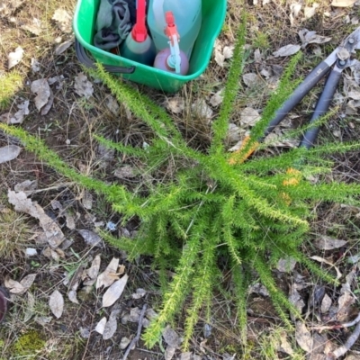 Grevillea sp. (Grevillea) at Watson, ACT - 24 Jul 2024 by waltraud