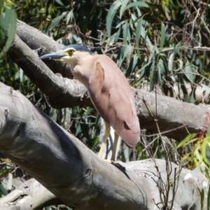 Nycticorax caledonicus (Nankeen Night-Heron) at Nelson, VIC by MB