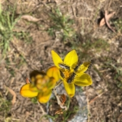 Lasioglossum (Chilalictus) lanarium (Halictid bee) at Higgins, ACT - 7 Oct 2023 by Jennybach