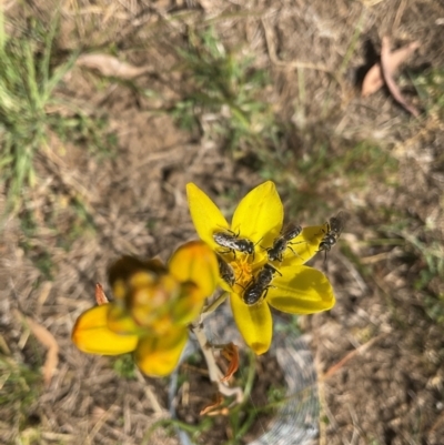 Lasioglossum (Chilalictus) lanarium (Halictid bee) at Higgins, ACT - 7 Oct 2023 by Jennybach