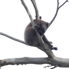 Phascolarctos cinereus (Koala) at Drik Drik, VIC - 8 Dec 2019 by MB