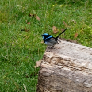 Malurus cyaneus at Mumbannar, VIC - 9 Dec 2019 11:45 AM