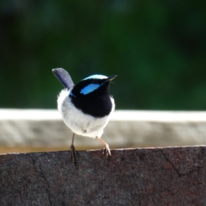 Malurus cyaneus at Nelson, VIC - 10 Dec 2019 04:27 PM