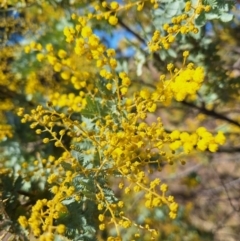 Acacia baileyana (Cootamundra Wattle, Golden Mimosa) at Wright, ACT - 23 Jul 2024 by jac