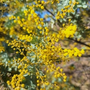 Acacia baileyana at Wright, ACT - 23 Jul 2024