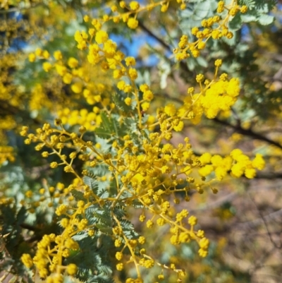 Acacia baileyana (Cootamundra Wattle, Golden Mimosa) at Wright, ACT - 23 Jul 2024 by jac