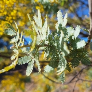 Acacia baileyana at Wright, ACT - 23 Jul 2024