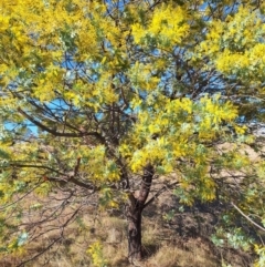 Acacia baileyana at Wright, ACT - 23 Jul 2024