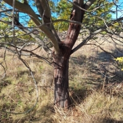 Acacia baileyana at Wright, ACT - 23 Jul 2024