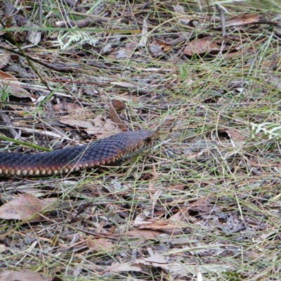 Austrelaps superbus at Mumbannar, VIC - 11 Dec 2019 by MB