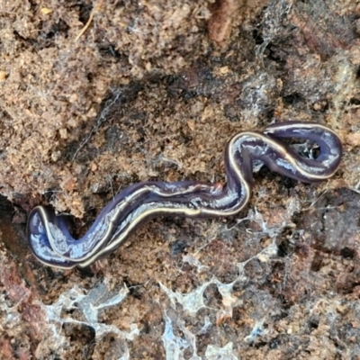 Caenoplana coerulea (Blue Planarian, Blue Garden Flatworm) at Goulburn, NSW - 24 Jul 2024 by trevorpreston